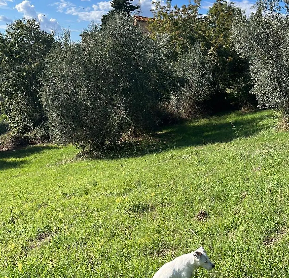 Podere Il Sodo Bargino Italy
